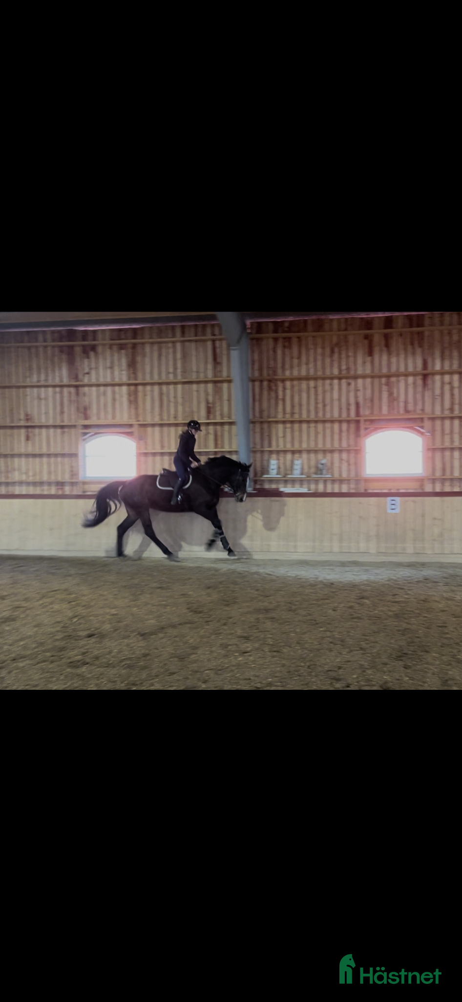  hästar SWB-sto e. Zezar Hästak (Casanova) ue. Heartbeat - Annons 1