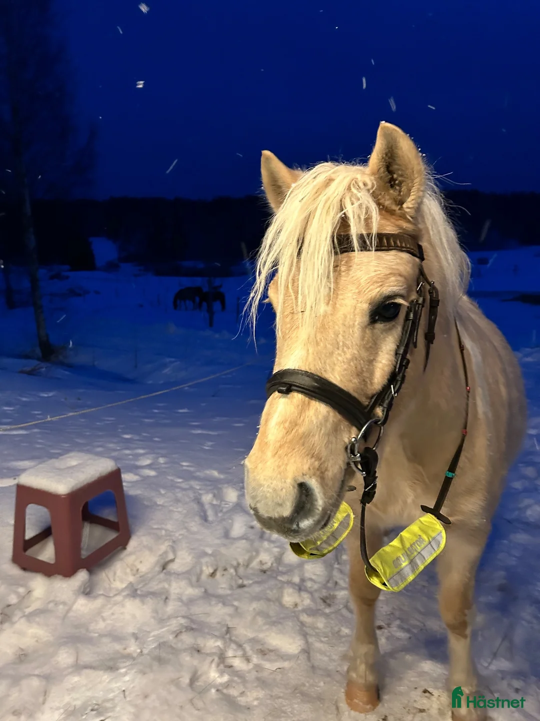 Allround hästar till salu: Ponny med hjärta av guld - Annons 2