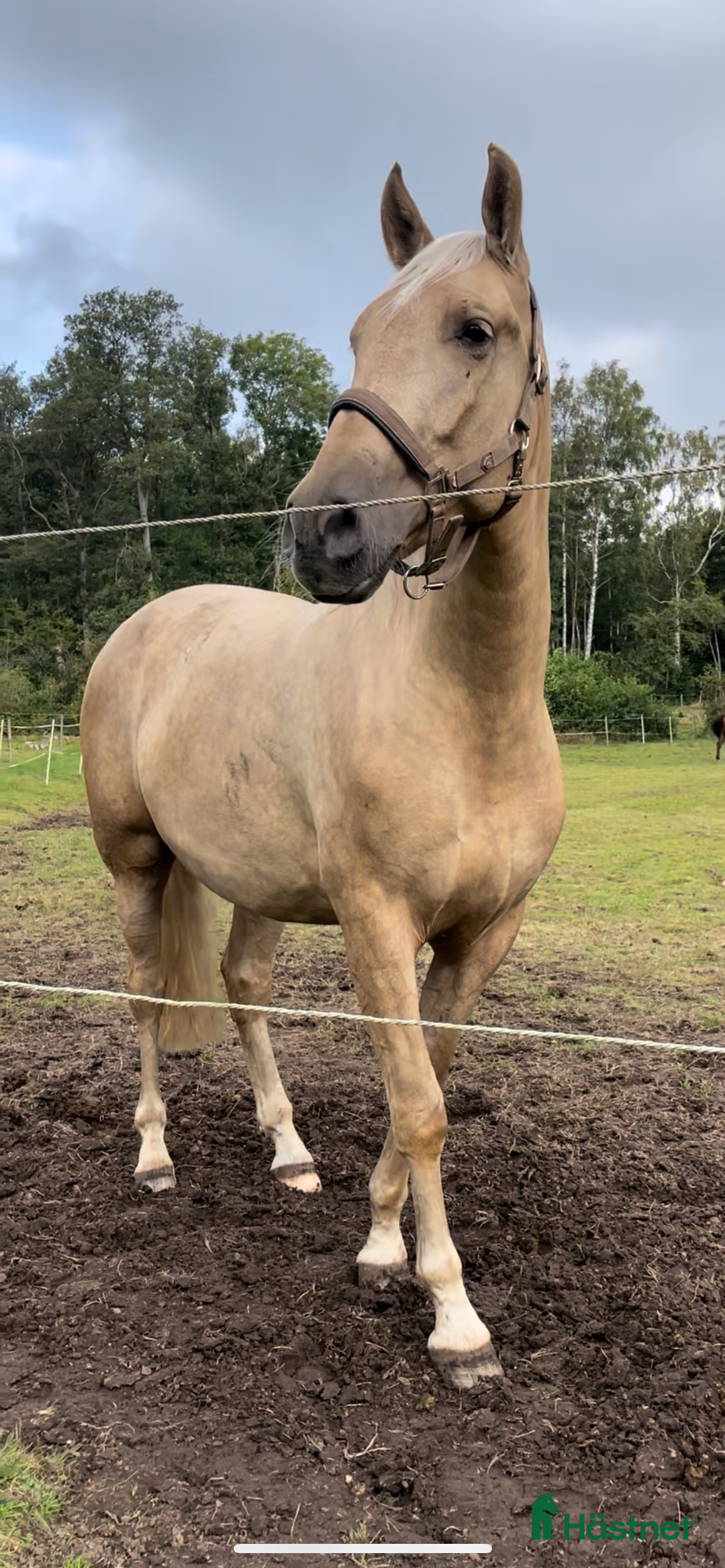 Övrigt hästar till salu: Vacker lyxig PRE med fantastisk potential i Onsala - Annons 3