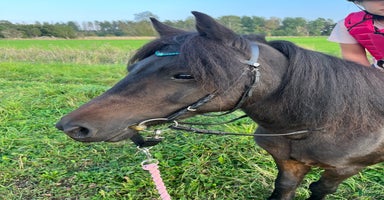  hästar i Kolbäck - Annons 5