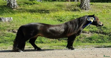  hästar i Dyltabruk - Annons 5