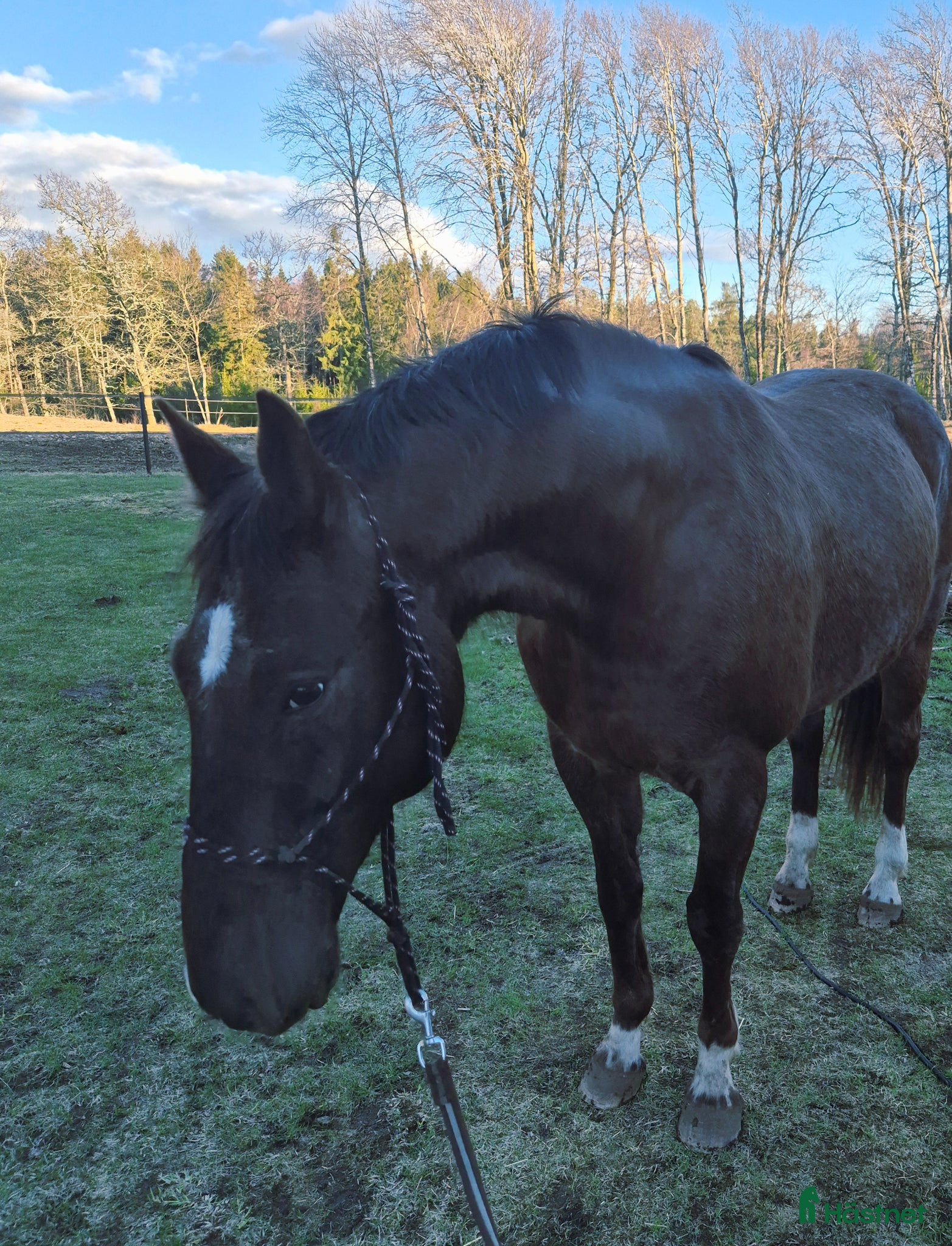  hästar Snygg häst med fint steg, projekt - Annons 15