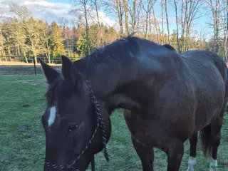 hästar Snygg häst med fint steg, projekt - Annons 15