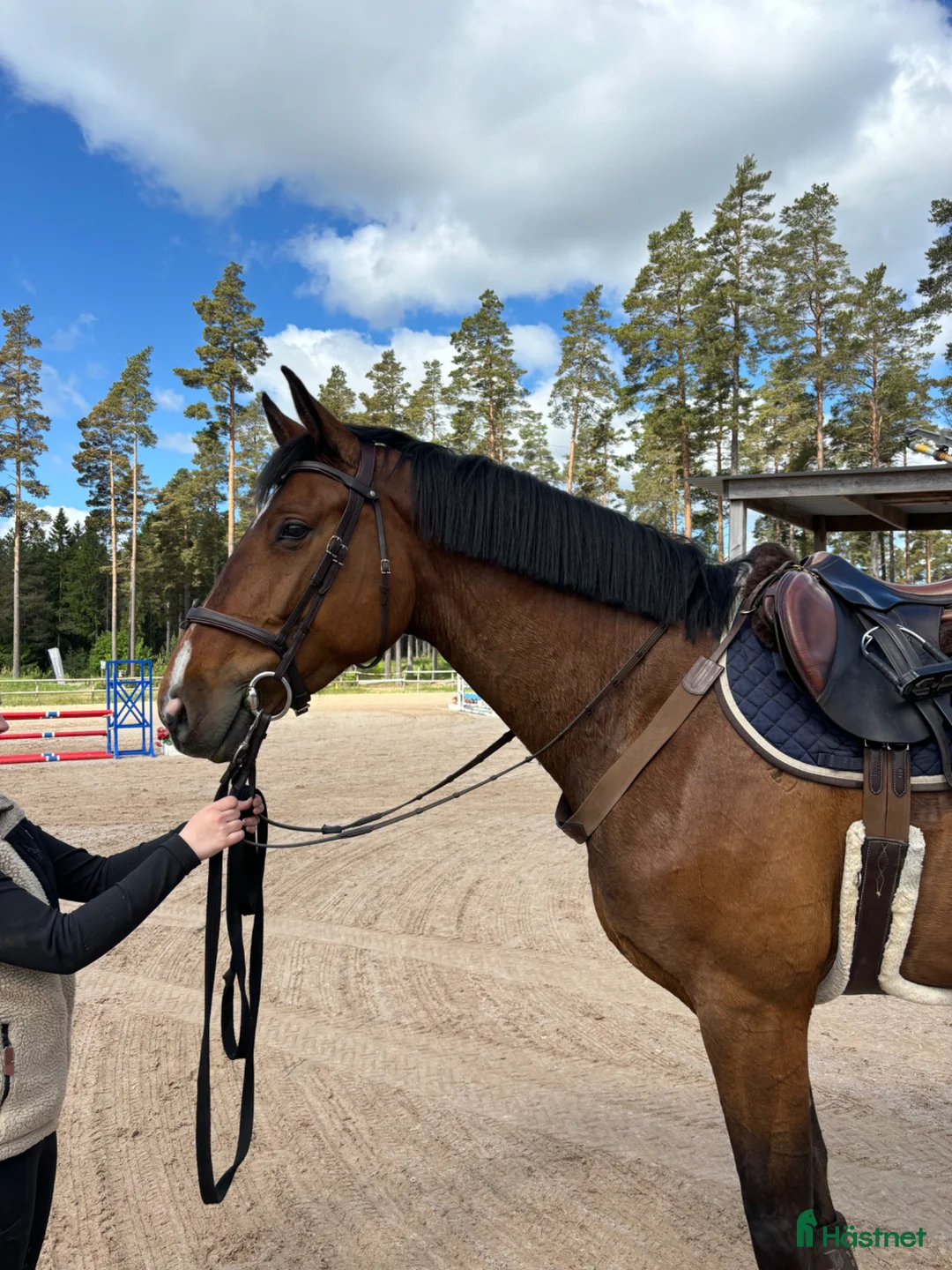 Hoppning hästar till salu: Hoppsto till salu - Annons 1