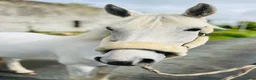 Hoppning hästar till salu: Super 138 pony - Annons 10