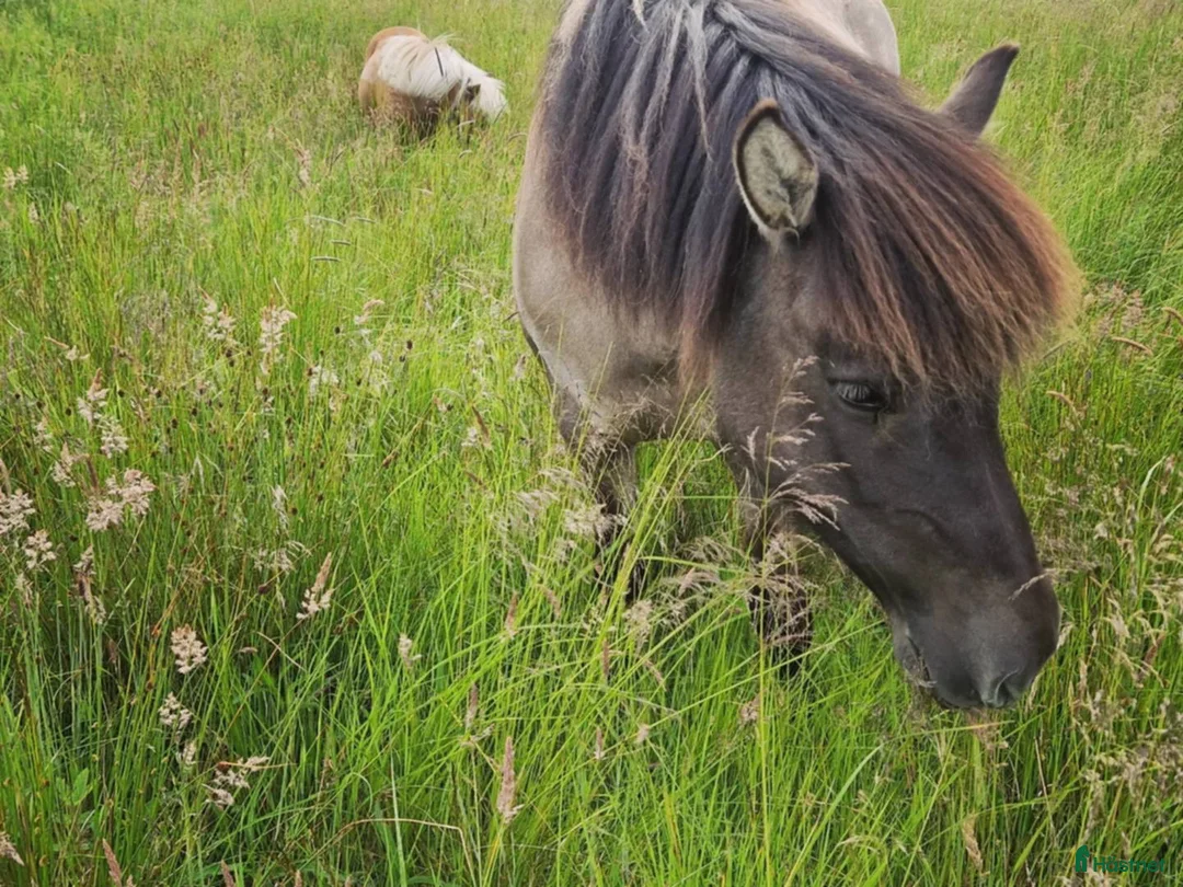  medryttarhäst finnes: Världens bästa Freydis söker medryttare - Annons 2