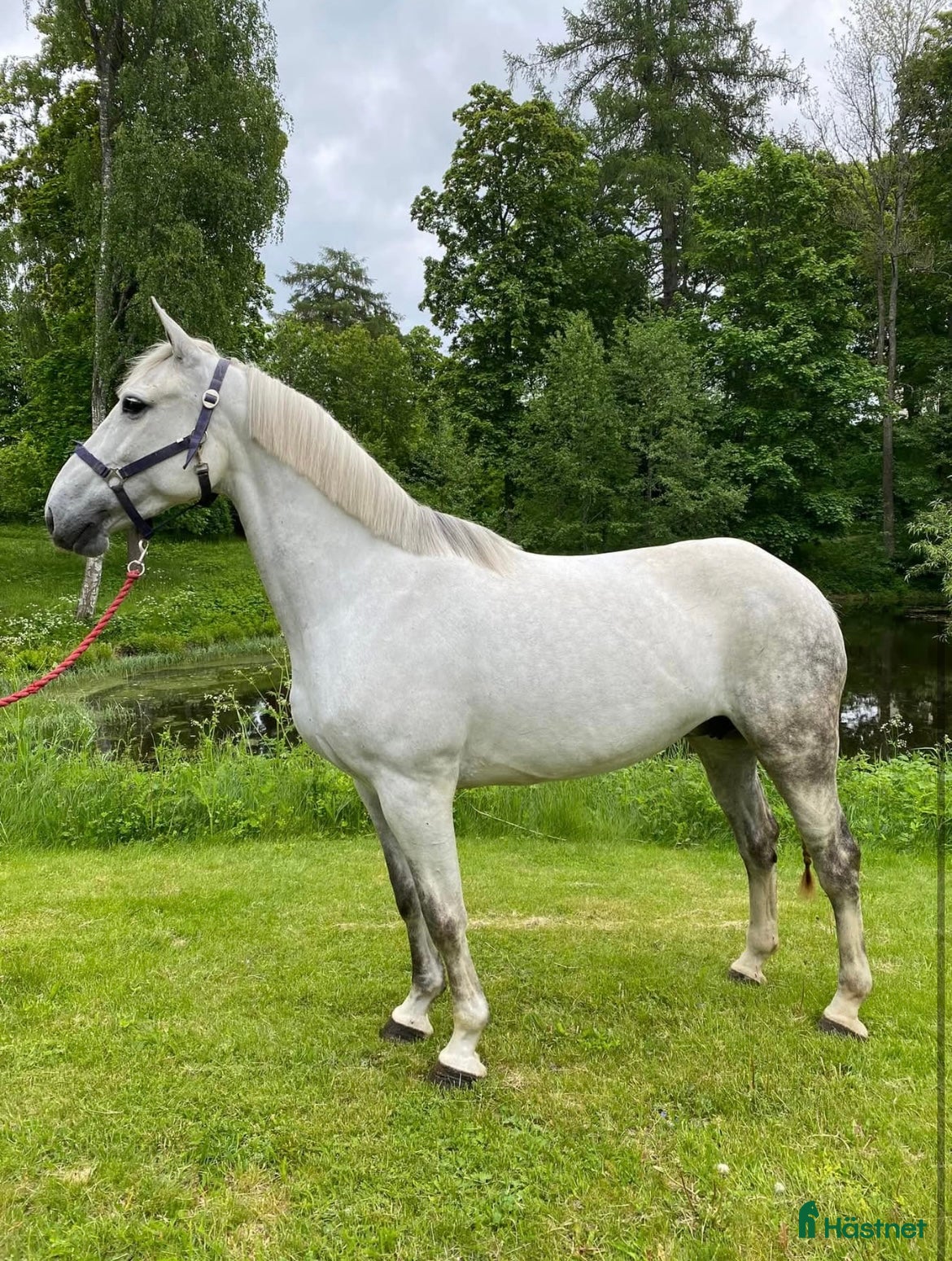  hästar Trevlig allround häst  - Annons 11