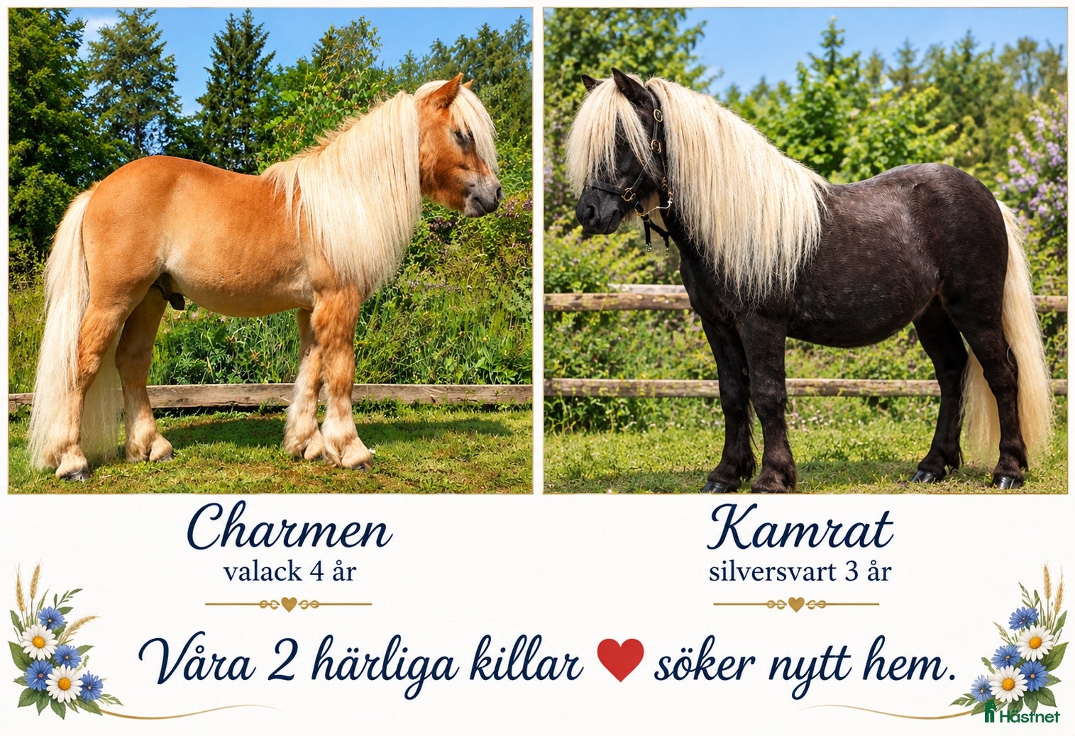  hästar Underbara shettisvalacker! - Annons 1