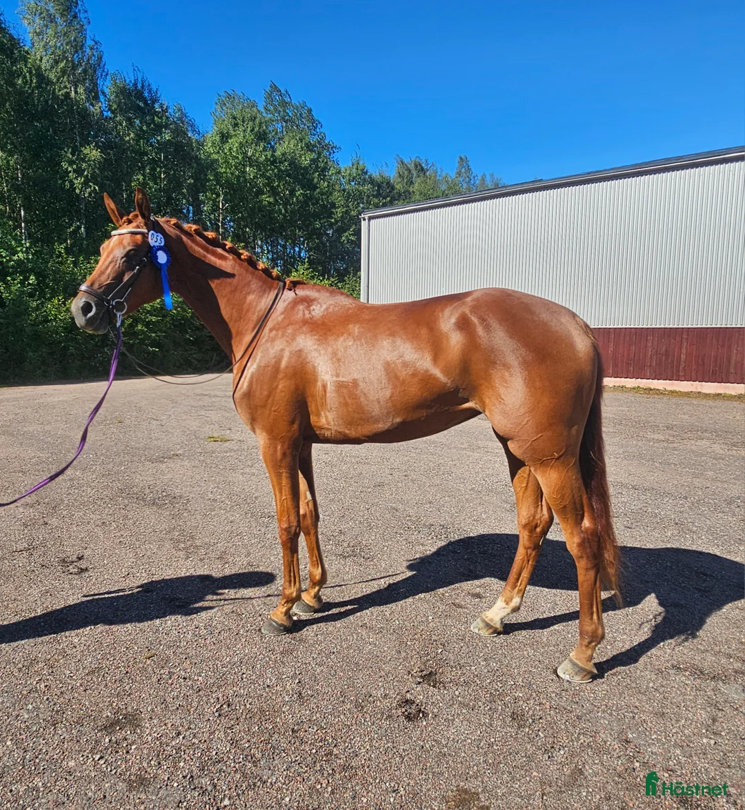  hästservice finnes: In/tillridning ev försäljning. i Stora Skedvi - Annons 1