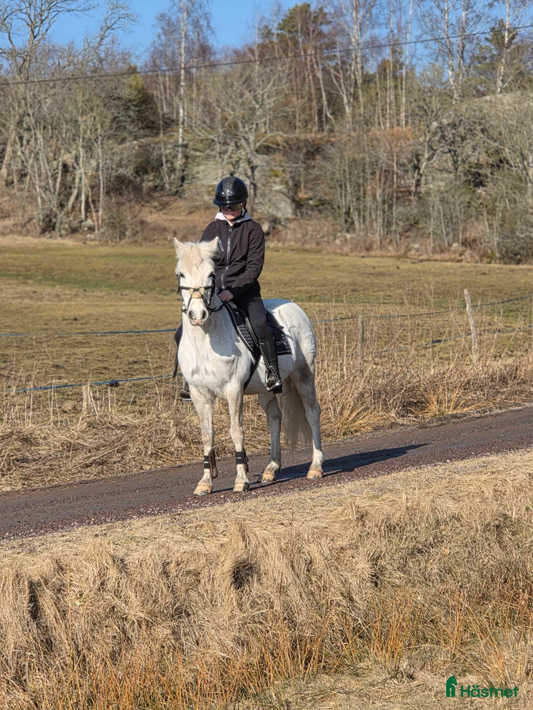 Allround hästar till salu: Supersöt Tävlingsponny - Annons 2