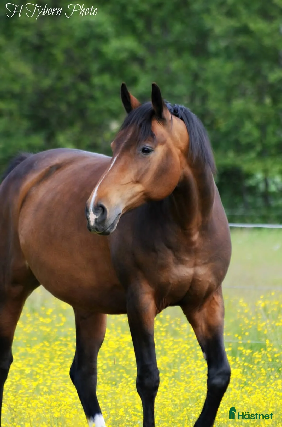 Allround hästar till salu: Briar sto  - Annons 1