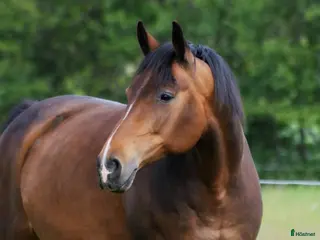 hästar Briar sto - Annons 2