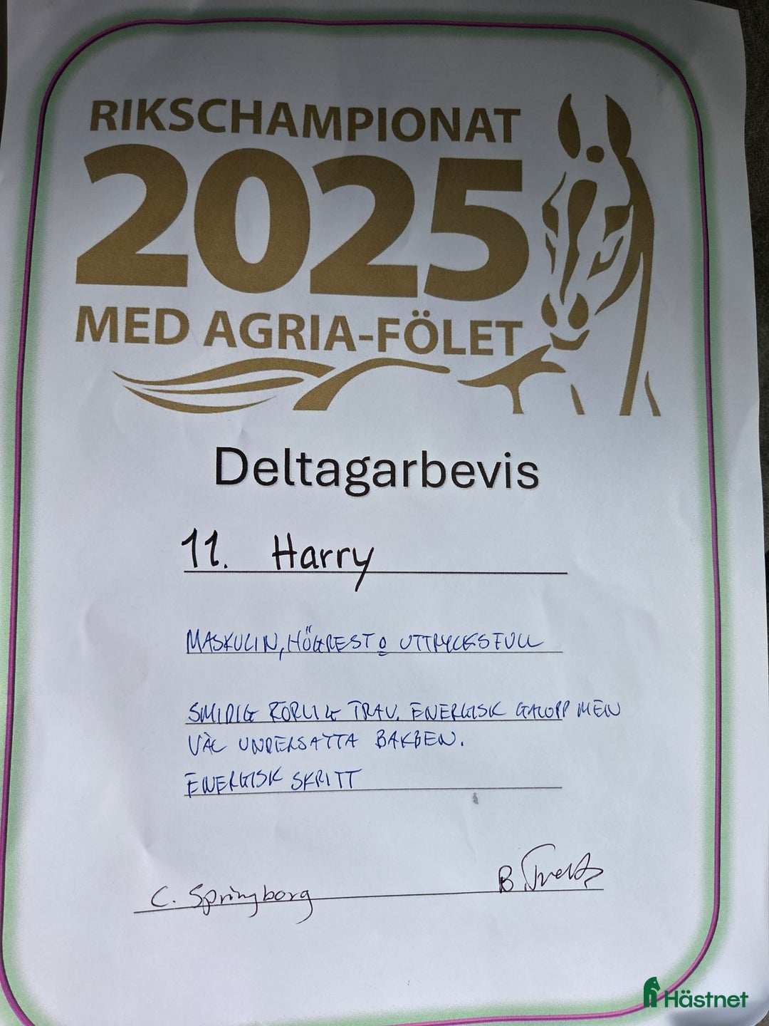 Dressyr hästar till salu: Harry vinnare 83,9% i Köpingsvik - Annons 6