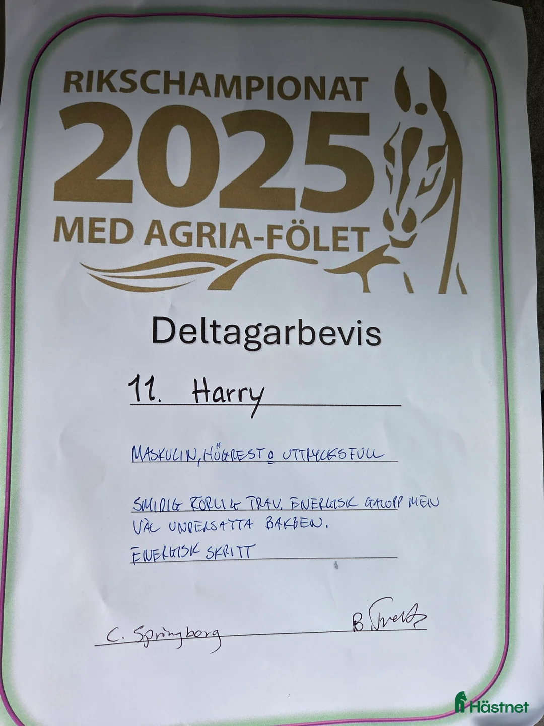 Dressyr hästar till salu: Harry vinnare 83,9% i Köpingsvik - Annons 6