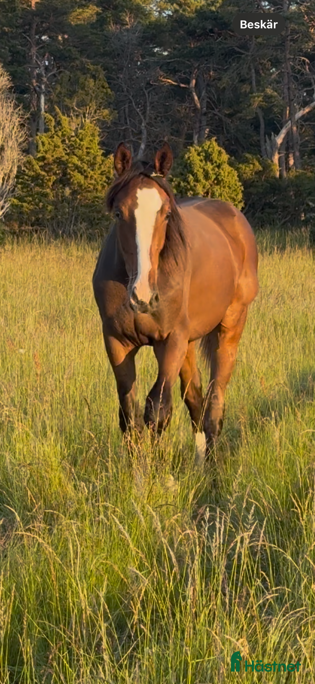 Hoppning hästar till salu: Fin valack med bra stam! i Fårö - Annons 4