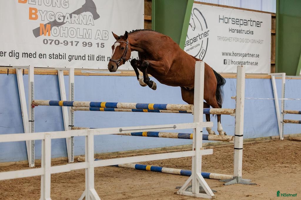  hästar Lyxhäst för alla grenar🤩 - Annons 1