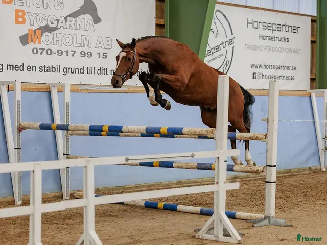hästar till salu: Lyxhäst för alla grenar🤩 - Annons 1