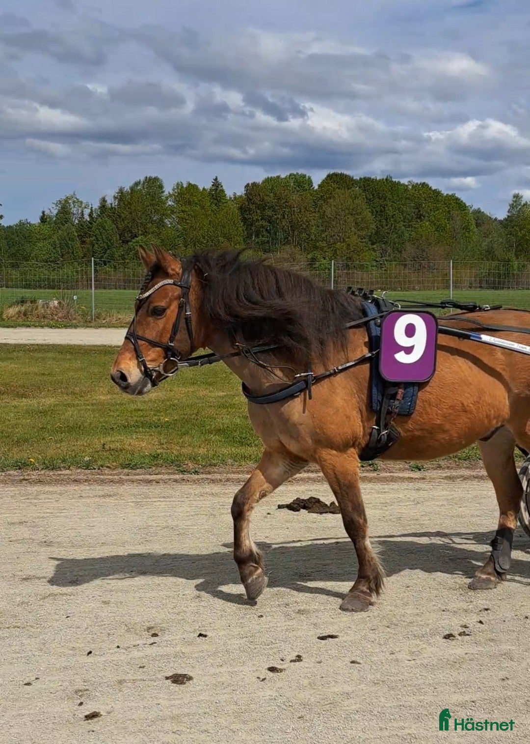  hästar Rutinerad travponny - Annons 1