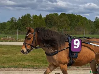 hästar Rutinerad travponny - Annons 1