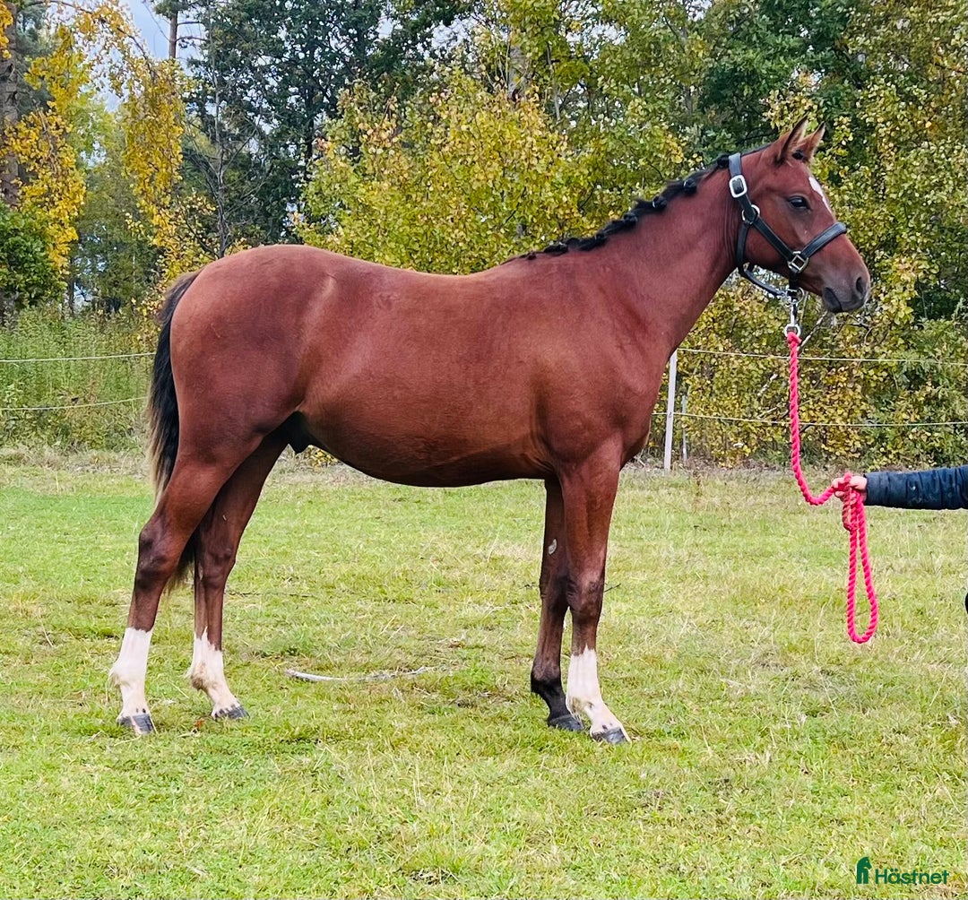 Allround hästar till salu: Härlig ponny söker sin familj 💖 i Eskilstuna - Annons 2