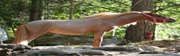 Allround hästar till salu: Nyfiken amerikansk miniatyr - Annons 2
