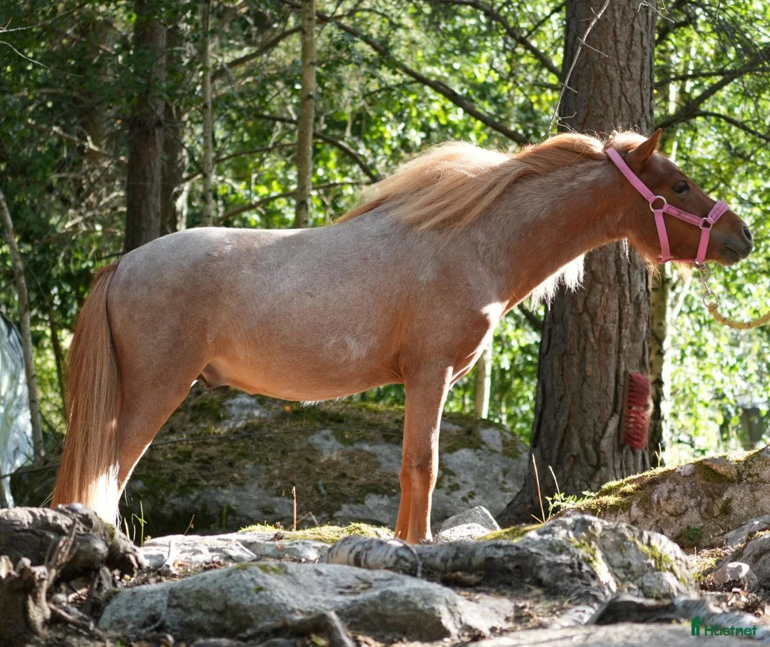 Allround hästar till salu: Nyfiken amerikansk miniatyr - Annons 2
