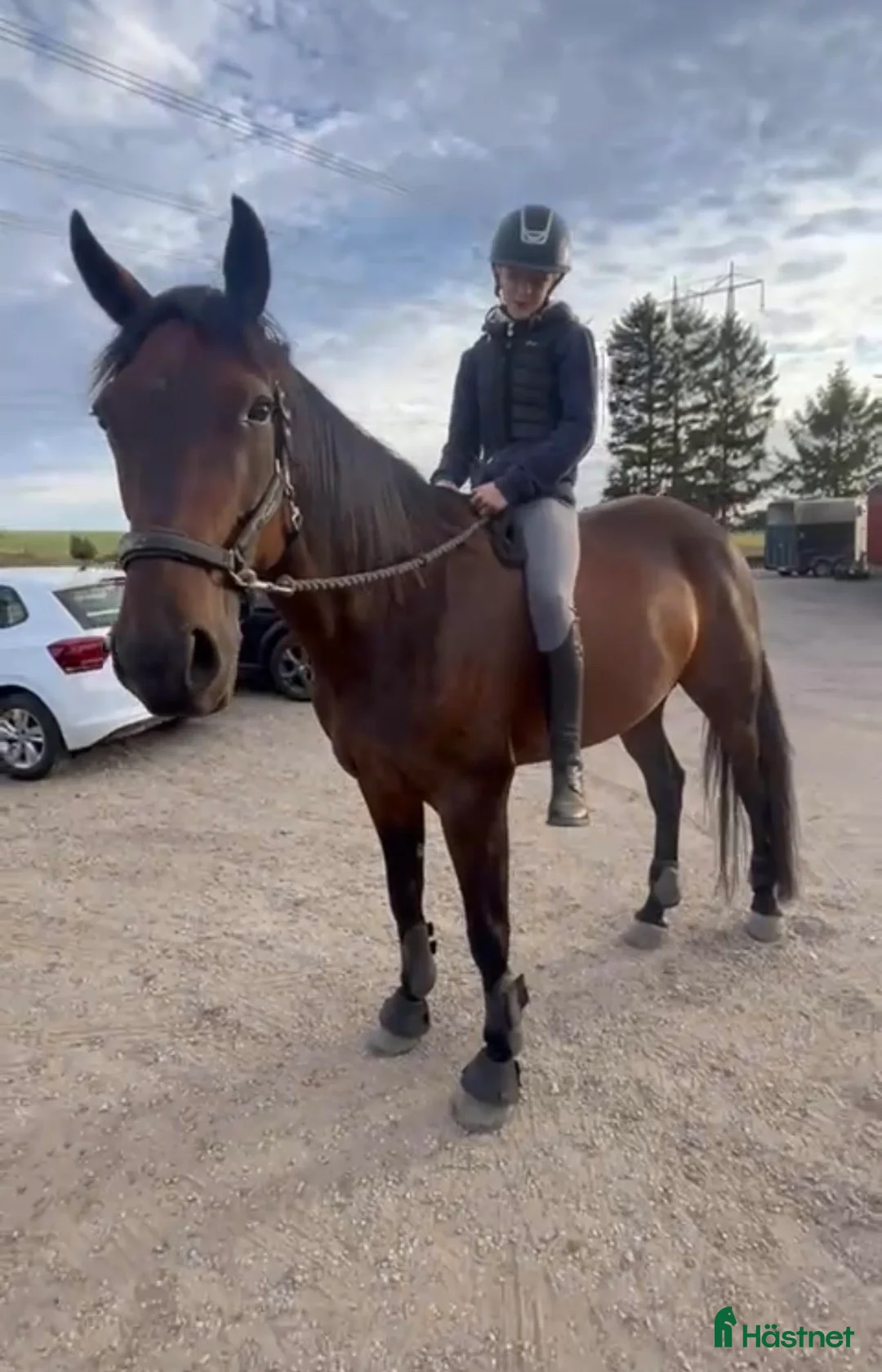  medryttarhäst finnes: Världens snällaste häst söker medryttare❤️ i Dösjebro - Annons 1