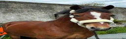 Allround hästar till salu: Connemara gelding 148cm - Annons 3