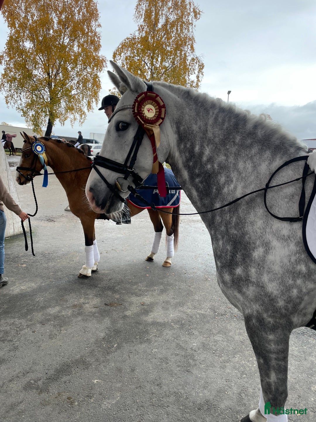 Dressyr hästar till salu: Fantastisk ponny med stor utstrålning  i Mölltorp - Annons 6