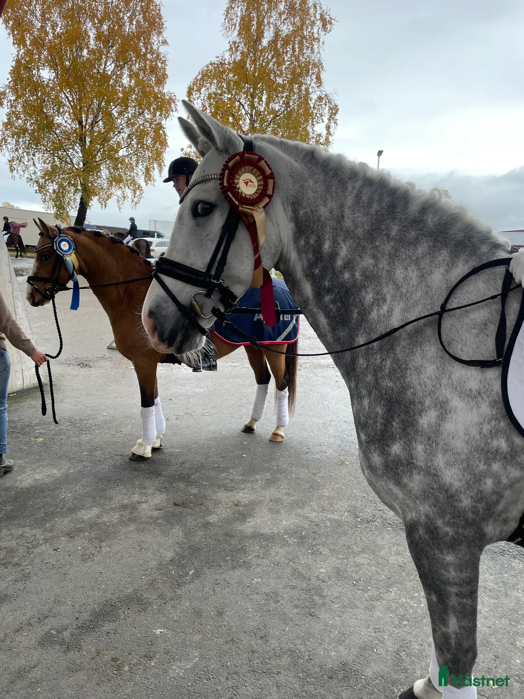 Dressyr hästar till salu: Fantastisk ponny med stor utstrålning  - Annons 6