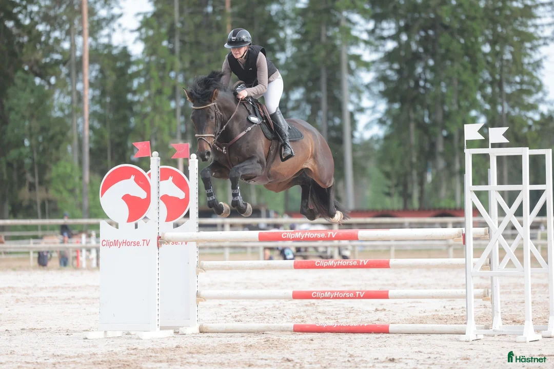Hoppning hästar till salu: 5 årigt SWB sto - Annons 1