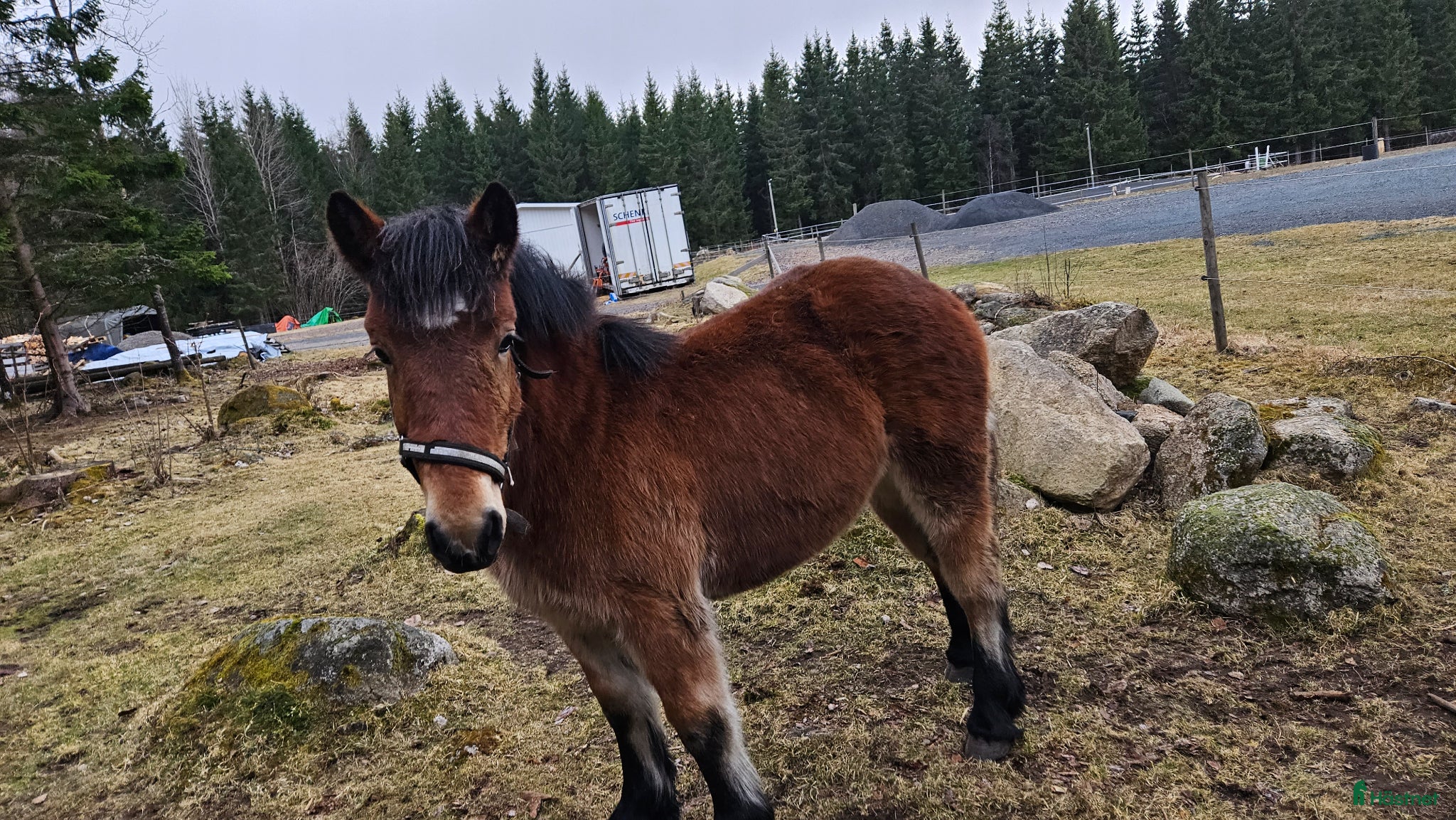  hästar Ardennertös - Annons 13