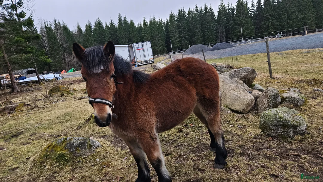 Allround hästar till salu: Ardennertös - Annons 1