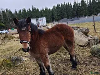 hästar Ardennertös - Annons 13