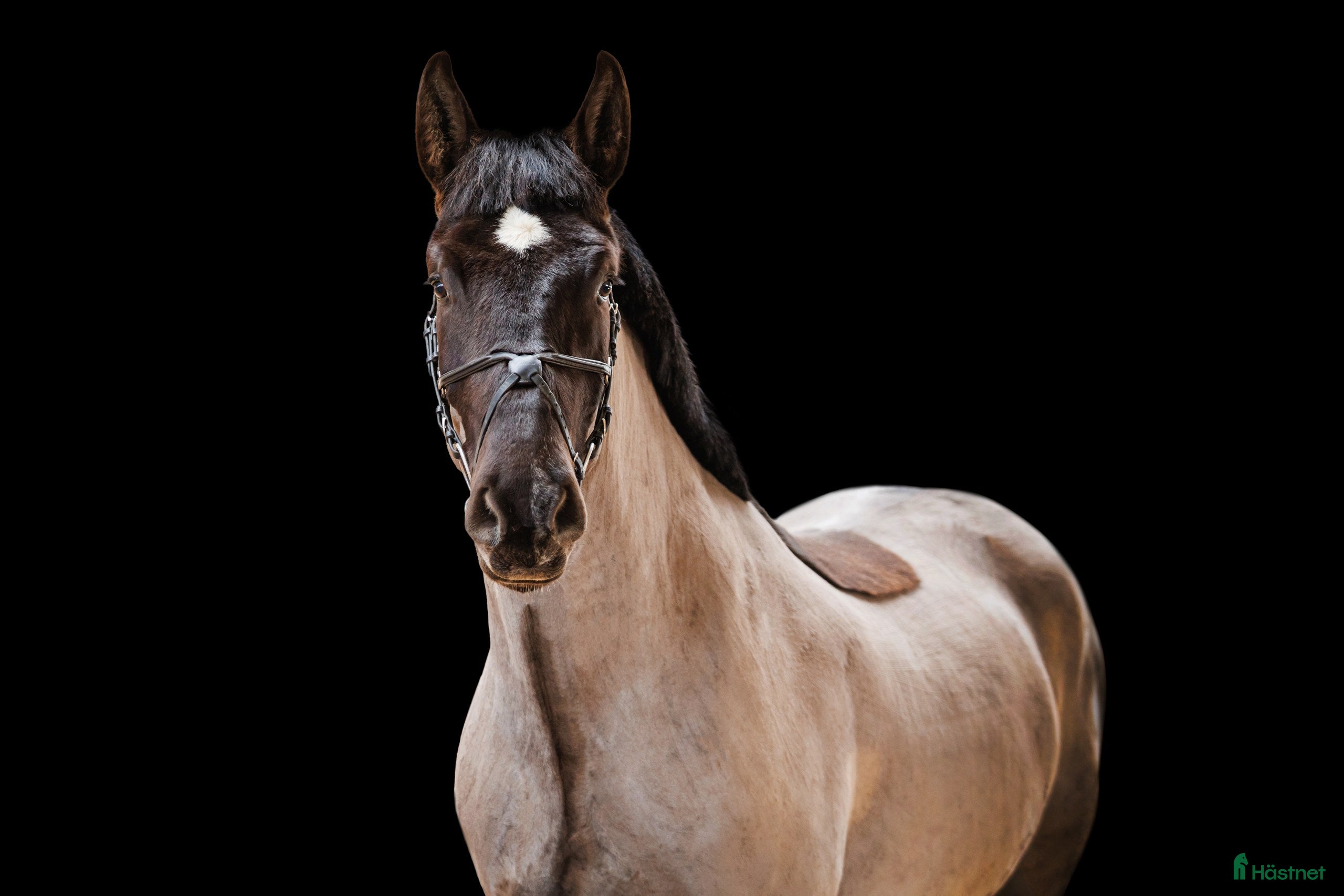  hästar Georgious all around gelding - Annons 11