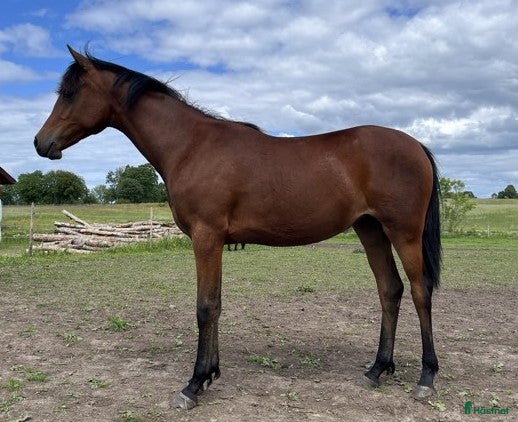  hästar Lätt, långbent sto i Fellingsbro - Annons 7