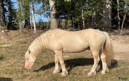 Avelshästar hästar till salu: Welsh av Cobtyp hingst! Kan även kastreras i Heby - Bild 5