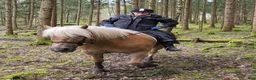  medryttarhäst finnes: Betalande medryttare eller deltids fodervärd sökes - Annons 5