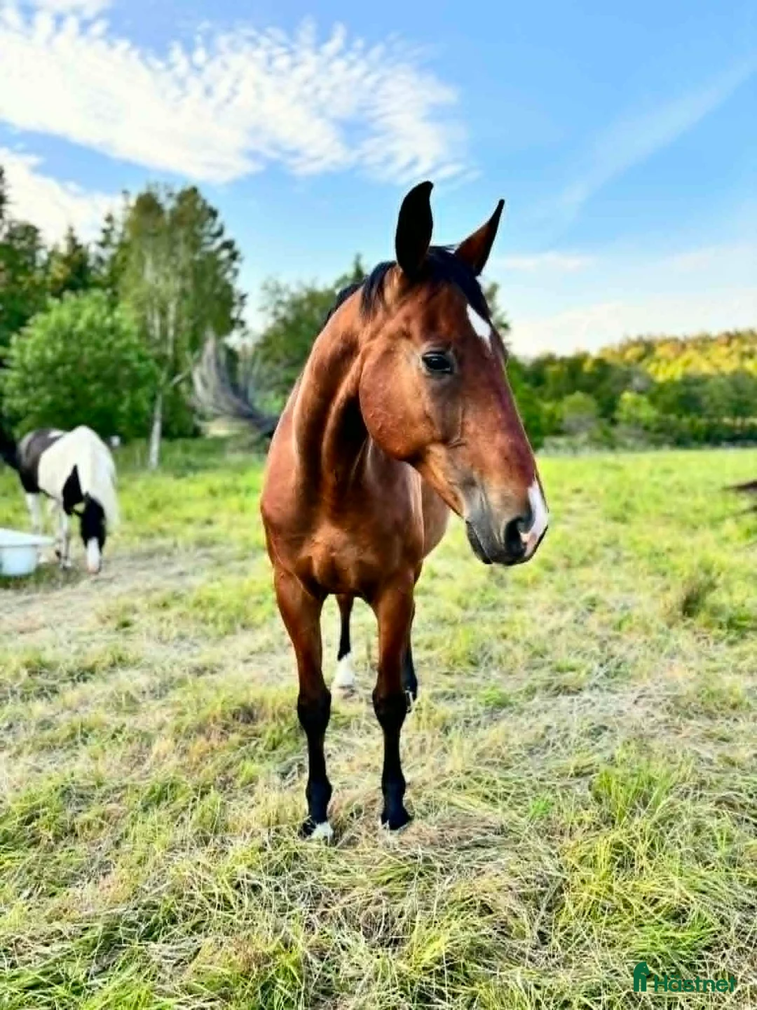 Allround hästar till salu: Snäll valack, sänkt pris! ⭐️ - Annons 3
