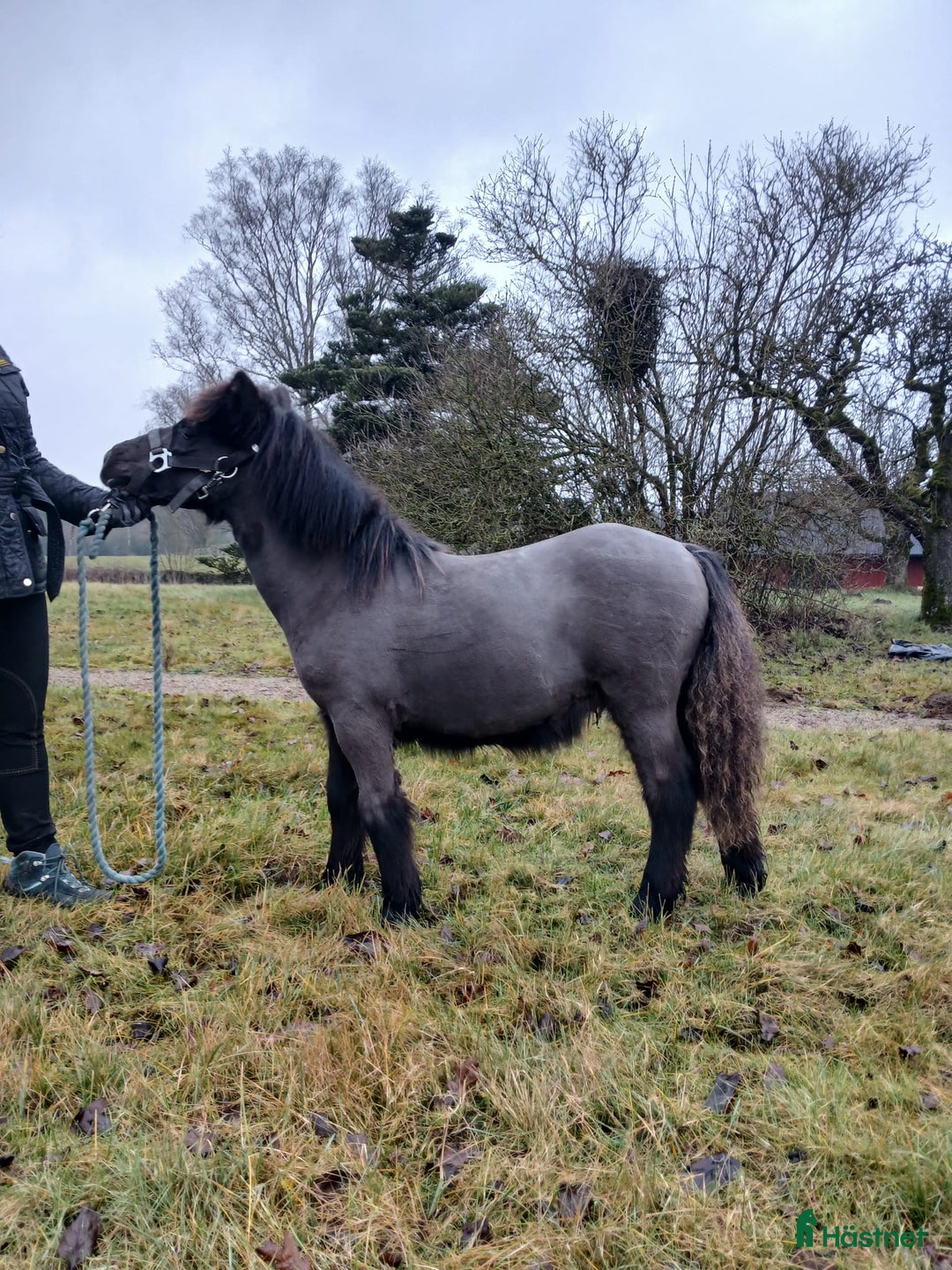Allround hästar till salu: Shetlamdsponny Lovande hingstföl  - Annons 3