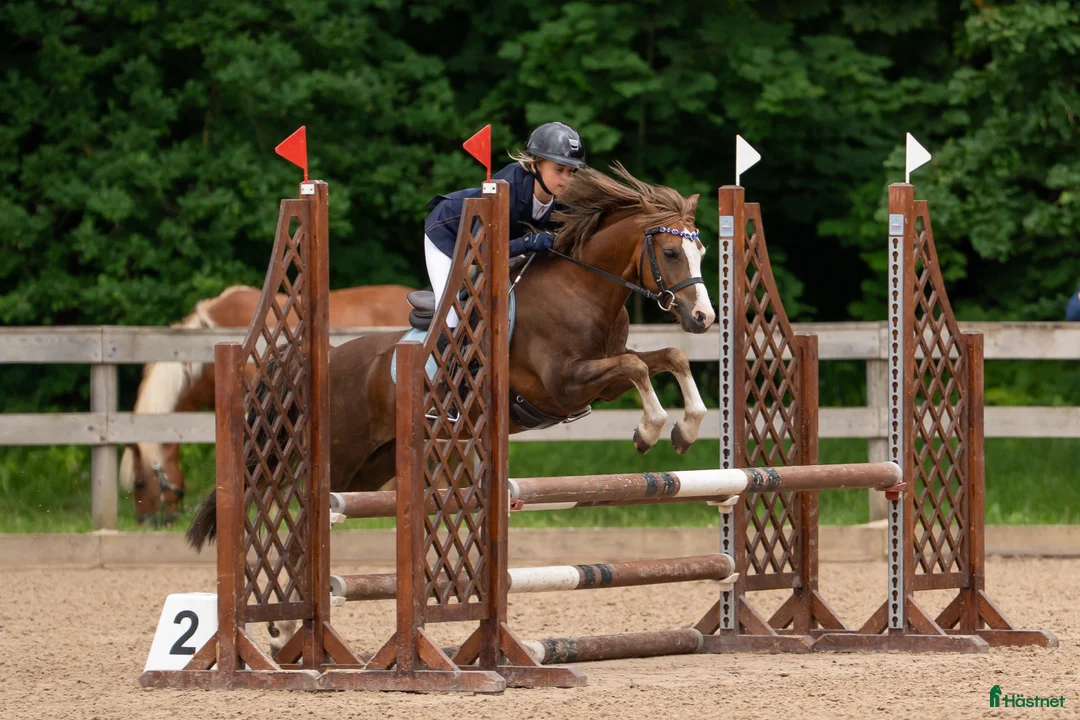 Galopp hästar till salu: Pony showjumping - Annons 9
