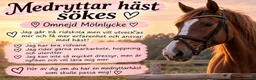 Allround hästar sökes: Medryttarhäst sökes omnejd Mölnlycke  i Mölnlycke - Annons 1