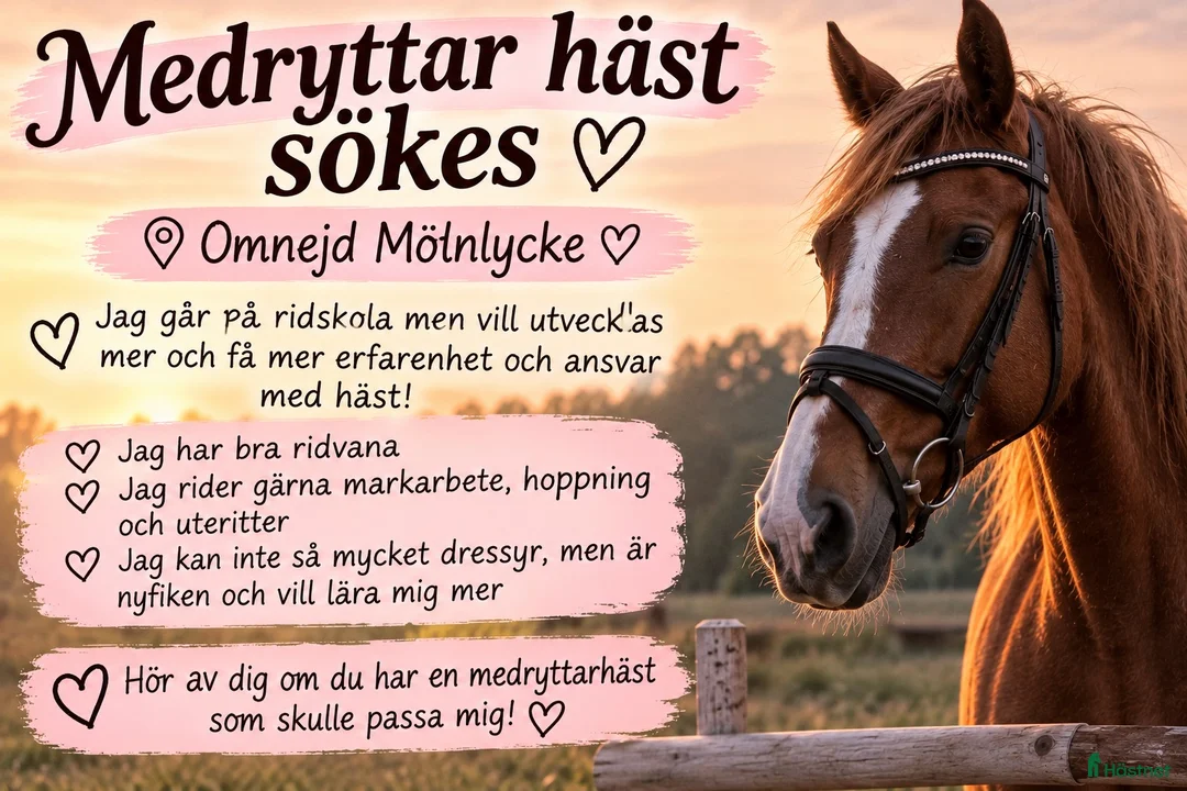 Allround hästar sökes: Medryttarhäst sökes omnejd Mölnlycke  i Mölnlycke - Annons 1