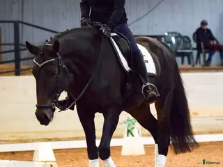 hästar Flashigt SWB-sto - Annons 16