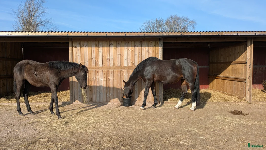  stallplats finnes: 1 ledig plats på underbar lösdrift  i Hörby - Annons 22