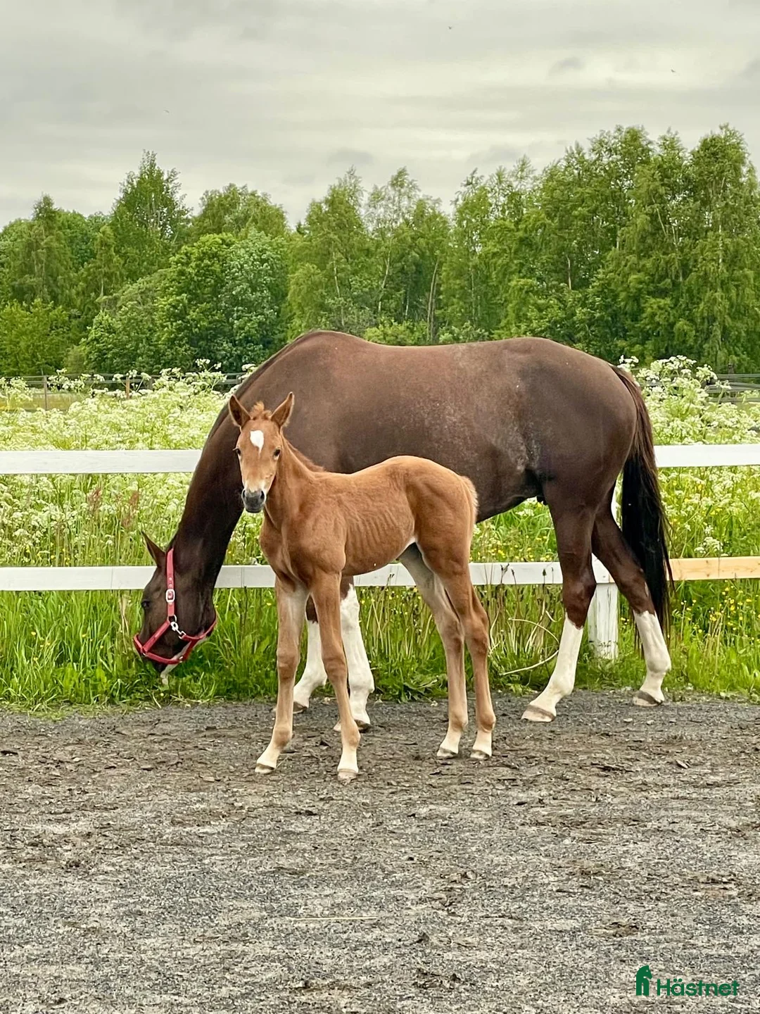  stallplats finnes: Stallplats med bete i Umeå - Annons 5