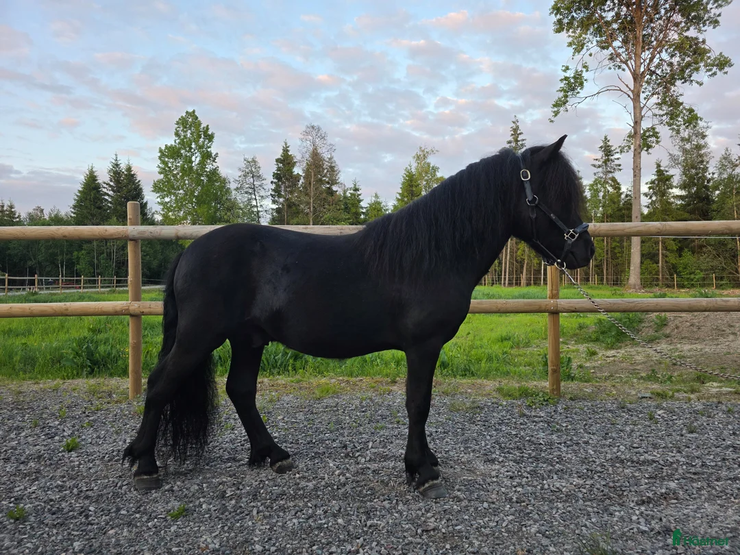 Allround hästar till salu: Lovande shettishingst! - Annons 1