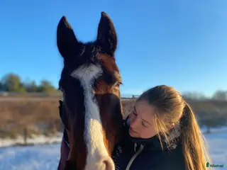 Jackor & Kavajer ryttarutrustning till salu: Uhip jacka - Annons 2