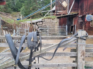 Körselar körning till salu: Bröstsele strl full i Gränna - Annons 16