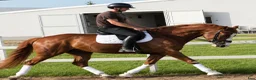Allround hästar till salu: Top coloured dressage & driving Champion - Annons 8